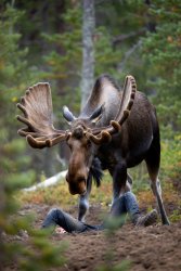 moose attack Meme Template