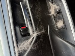 ¿Tienes gatos? Meme Template