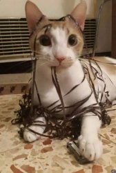 Psycho Kitty Meme Template