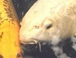 Fish Council Member Meme Template