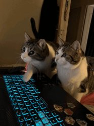 Computer cats Meme Template