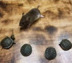 Master Splinter Meme Template