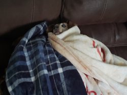 Couch dog Meme Template