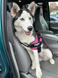 Young Siberian Husky Meme Template