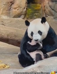 Panda or mayu Meme Template