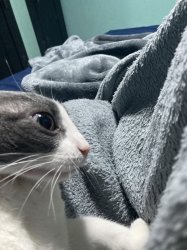 goofy cat Meme Template