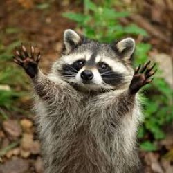 Raccoon, Hands Up Meme Template