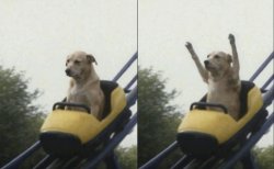 rollercoaster dog Meme Template