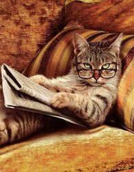 Cat reading paper Meme Template