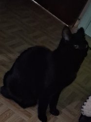 Cat side eye Meme Template