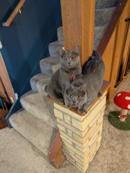 Cats have opinions Meme Template