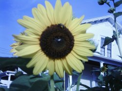 Sunflower Sky Mirror Image Mode Meme Template