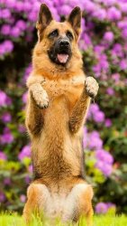 german Meme Template