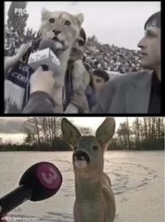 Deer interview Meme Template