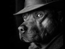 Dog Detective Meme Template