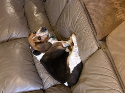 Sad puppy Meme Template