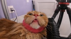 cat seeing god Meme Template