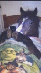 horse in bed Meme Template