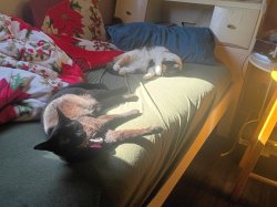 Lazy cats Meme Template