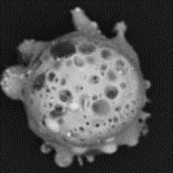 Gun Shot Residue Meme Template