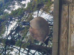 Goose watching Meme Template