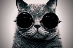 cat sunglasses Meme Template