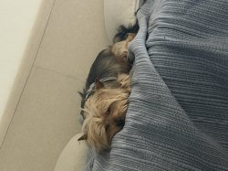 Sleeping doggo Meme Template