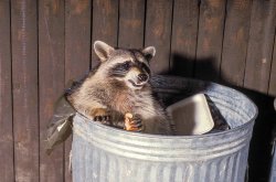 Raccoon eating trash Meme Template