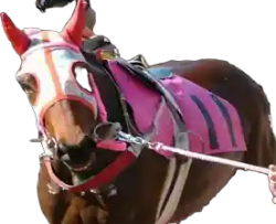 sweet great motherland. haru urara. Meme Template