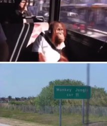 Monkey Jungle Meme Template