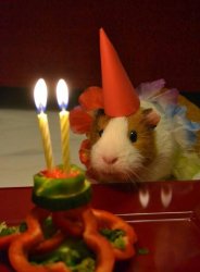 sorry but Meme Template