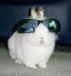 Cool bunny Meme Template