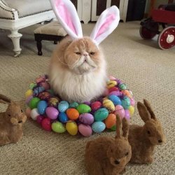 Cat bunny Meme Template