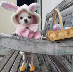 Easter Dog Meme Template