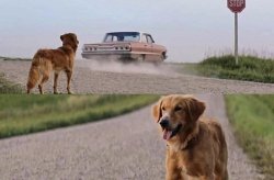 Dog Abandoned on Road by Car Meme Template