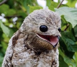 Bird Meme Template