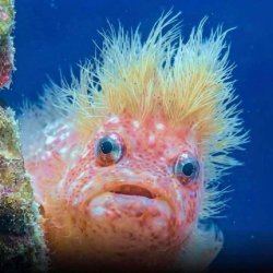 Finding pedo Meme Template