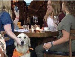 Lady-holding-dog-mouth-closed Meme Template