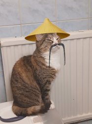 Sensei Cat Meme Template