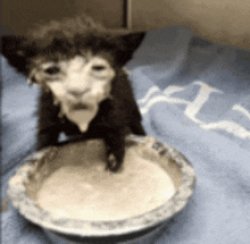 Cat in Milk Meme Meme Template