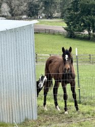 Me Hiding While My Boss Deals With Chaos Meme Template