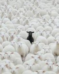 Social Psych Meme Meme Template