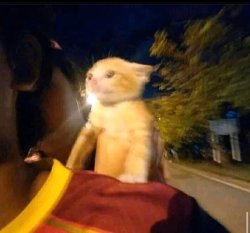 cat speed Meme Template