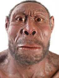 Homo erectus Meme Template