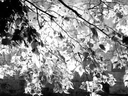 Plant Mirror Image Mode Meme Template