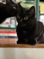 cat 9/11 Meme Template