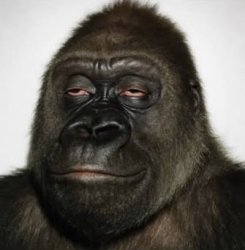 Do he even know where he at Meme Template