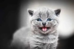 Meowing Kitten Meme Template