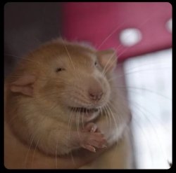 Rat hands Meme Template