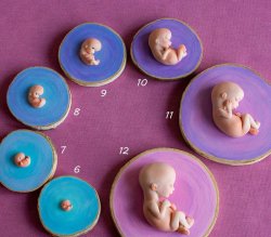 Fetus evolution Meme Template